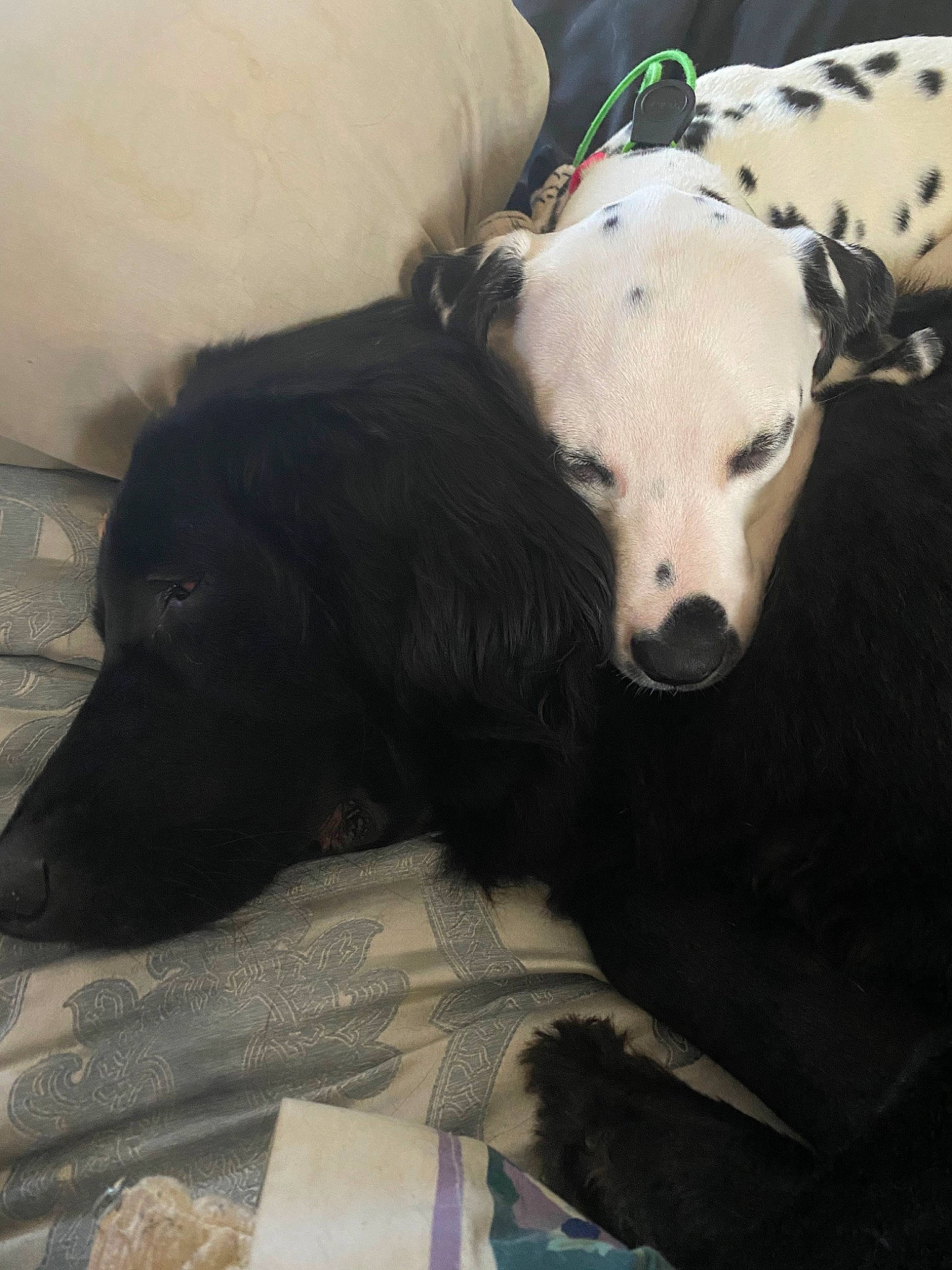 Makaria joined the competition — help win amazing prizes! bear, canidae, carnivore, dog, dog_breed, lurcher, mammal, snout, sporting_group, vertebrate