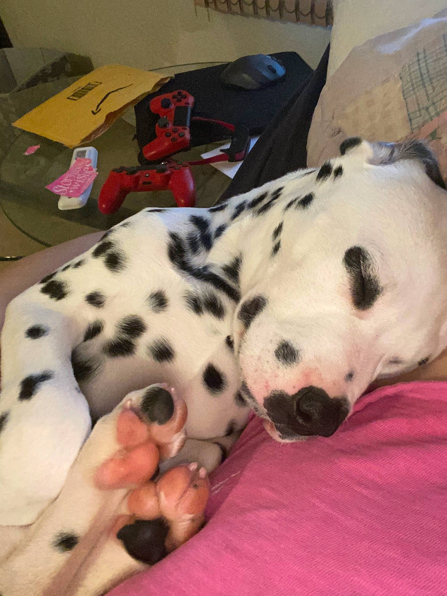 Makaria joined the competition — help win amazing prizes! canidae, carnivore, dalmatian, dog, dog_breed, fawn, great_dane, mammal, non_sporting_group, puppy, puppy_love, snout, sporting_group, vertebrate