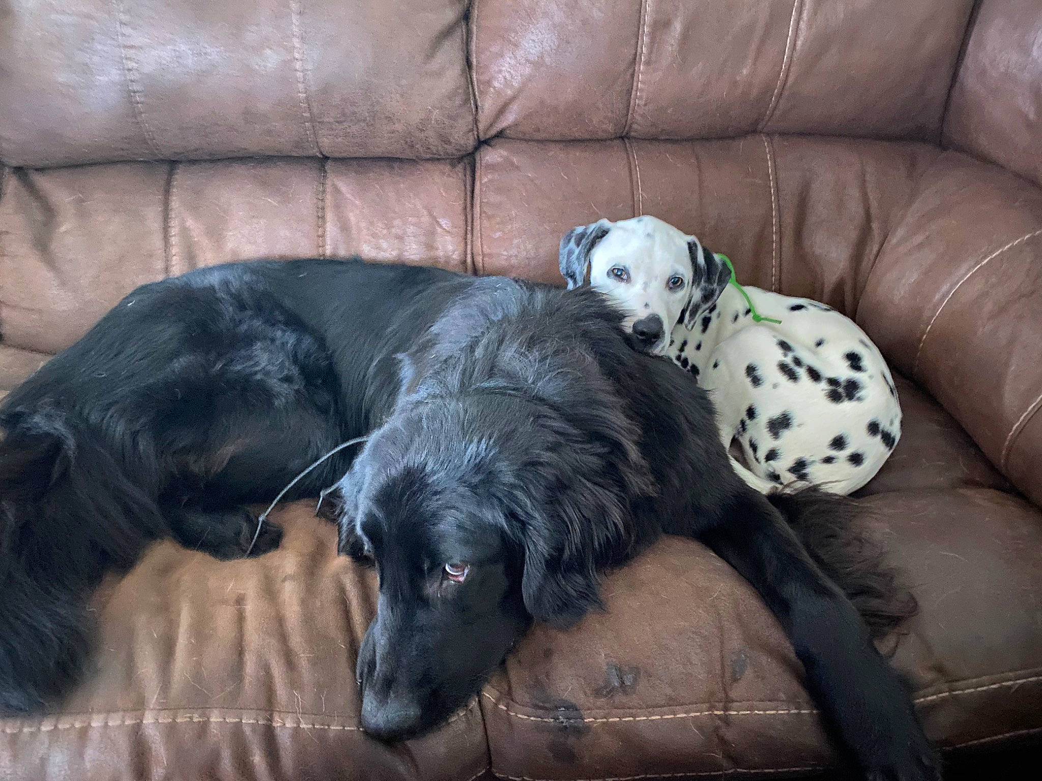 Makaria is registered to the contest to win money with this photo: canidae, carnivore, companion_dog, dog, dog_breed, flat_coated_retriever, mammal, non_sporting_group, retriever, snout, sporting_group, vertebrate