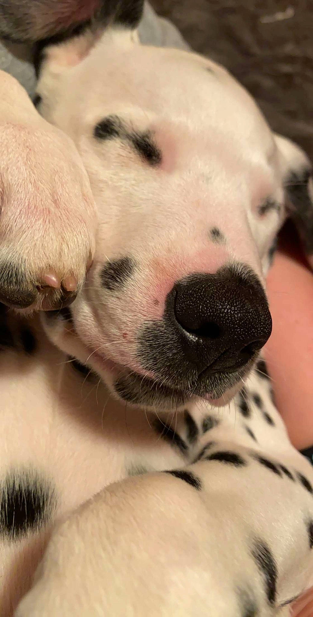 Makaria is registered to the contest to win money with this photo: canidae, carnivore, dalmatian, dog, dog_breed, dogo_argentino, fawn, mammal, non_sporting_group, nose, pit_bull, puppy, puppy_love, snout, vertebrate