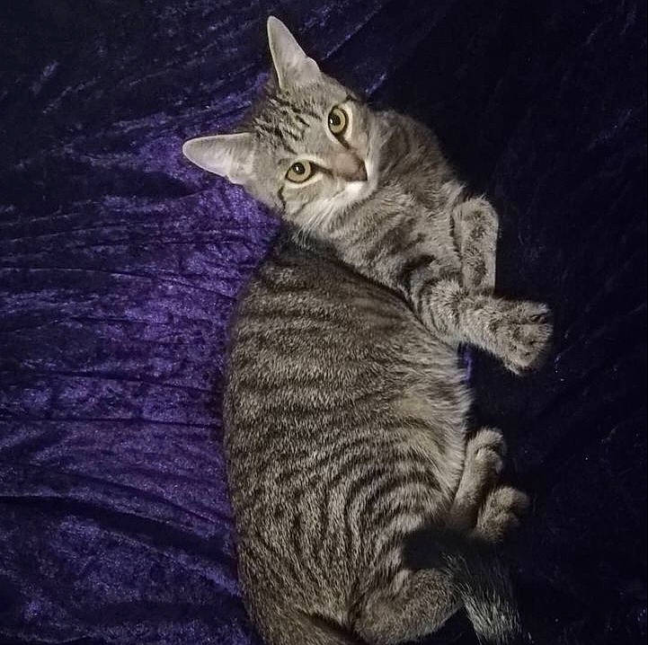 Boubou participe au concours pour gagner de l'argent avec cette photo : art, carnivore, cat, claw, darkness, domestic_short_haired_cat, felidae, fur, night, paw, sitting, small_to_medium_sized_cats, snout, tail, terrestrial_animal, whiskers, wildlife