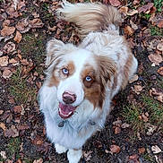 Pampa a rejoint le concours — aidez-le/la à gagner de superbes lots ! dog, australian_shepherd, blue_eyes, fluffy, happy, smiling, outdoor, autumn, leaves, forest_floor, tail, fur, nature, pet, animal, grass, brown, white, cute, looking_up