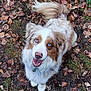 dog, australian_shepherd, blue_eyes, fluffy, happy, smiling, outdoor, autumn, leaves, forest_floor, tail, fur, nature, pet, animal, grass, brown, white, cute, looking_up