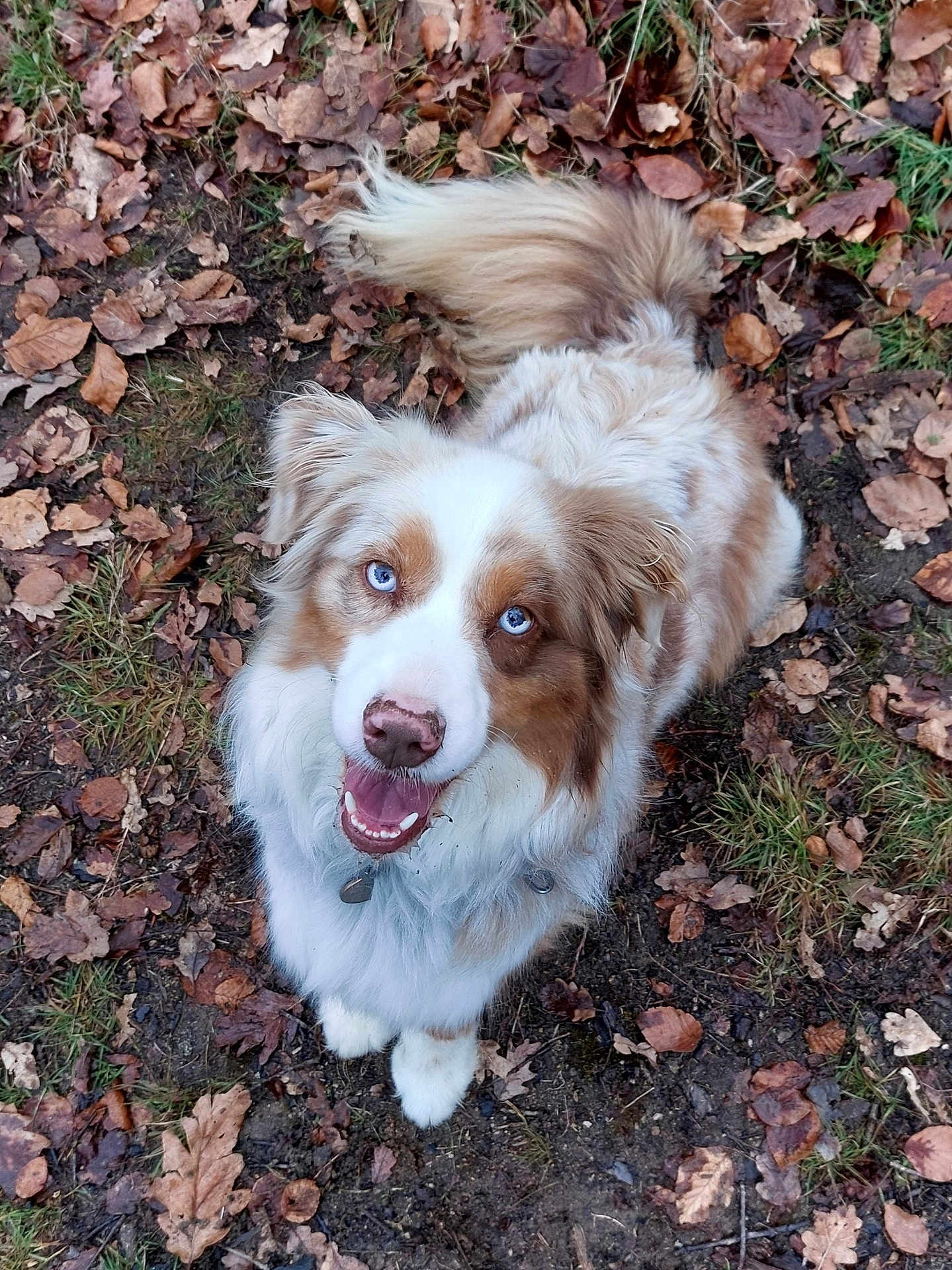 Pampa a rejoint le concours — aidez-le/la à gagner de superbes lots ! dog, australian_shepherd, blue_eyes, fluffy, happy, smiling, outdoor, autumn, leaves, forest_floor, tail, fur, nature, pet, animal, grass, brown, white, cute, looking_up