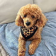 Sophia joined the competition — help win amazing prizes! animal_photography, black_nose, blanket, blue_blanket, brown_eyes, caramel_coat, couch, curly_fur, cute, dog, floppy_ears, front_view, home, indoors, leopard_bandana, lying_down, pet, poodle, portrait, sitting