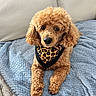 animal_photography, black_nose, blanket, blue_blanket, brown_eyes, caramel_coat, couch, curly_fur, cute, dog, floppy_ears, front_view, home, indoors, leopard_bandana, lying_down, pet, poodle, portrait, sitting