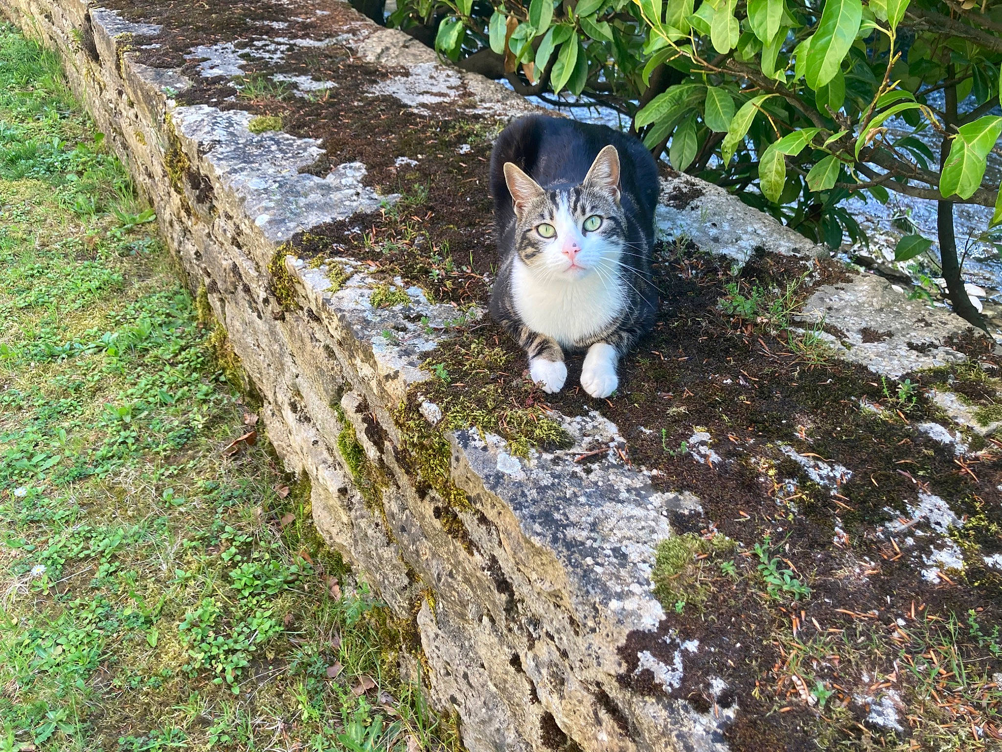 Hélios a rejoint le concours — aidez-le/la à gagner de superbes lots ! asphalt, carnivore, cat, domestic_short_haired_cat, fawn, felidae, fur, grass, groundcover, plant, road_surface, sidewalk, small_to_medium_sized_cats, snout, soil, tail, tree, trunk, whiskers, wood
