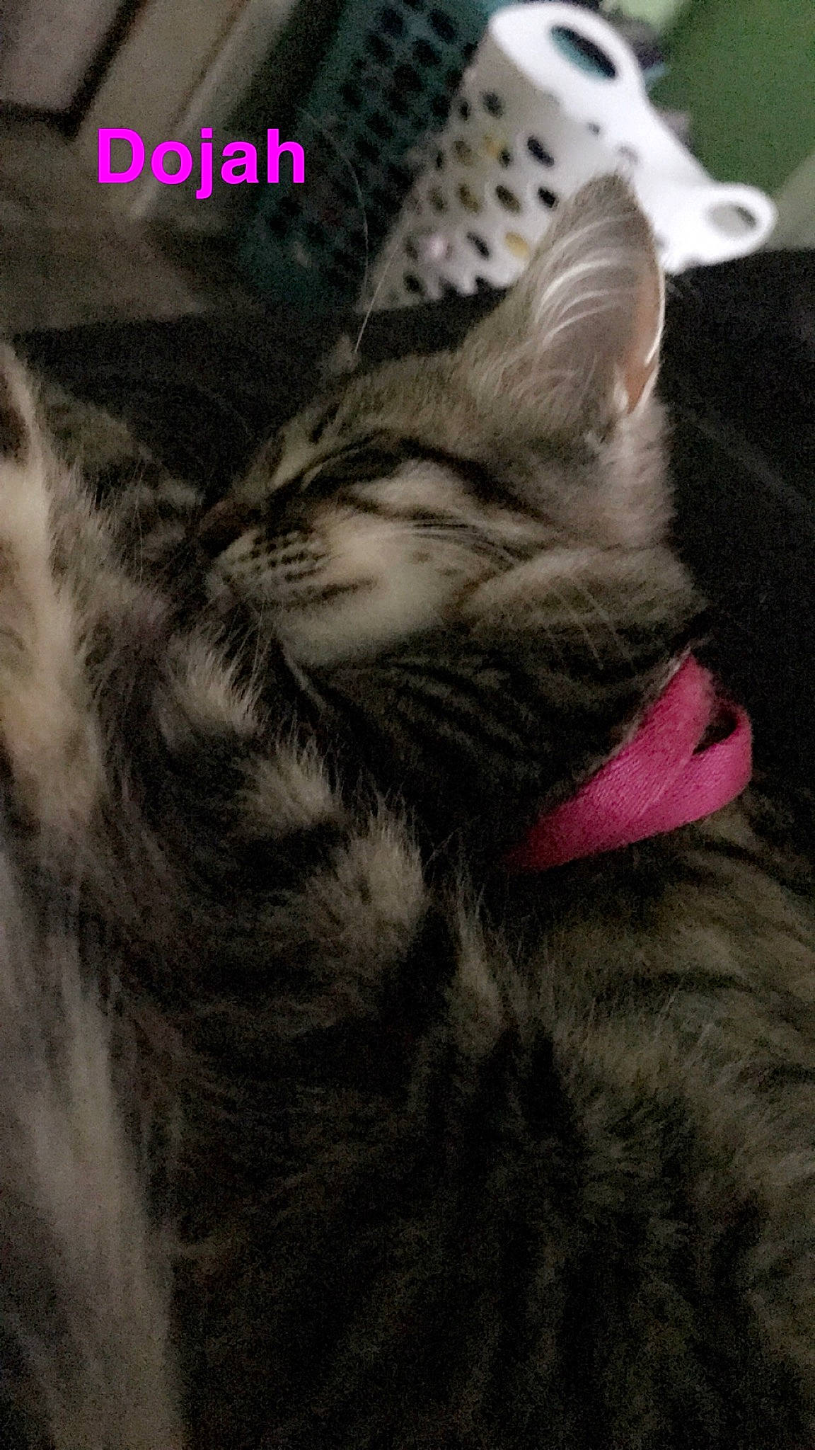 Dojah joined the competition — help win amazing prizes! american_shorthair, asian, california_spangled, carnivore, cat, domestic_short_haired_cat, dragon_li, ear, egyptian_mau, european_shorthair, felidae, fur, kitten, nap, norwegian_forest_cat, photo_caption, pixie_bob, small_to_medium_sized_cats, tabby_cat, whiskers