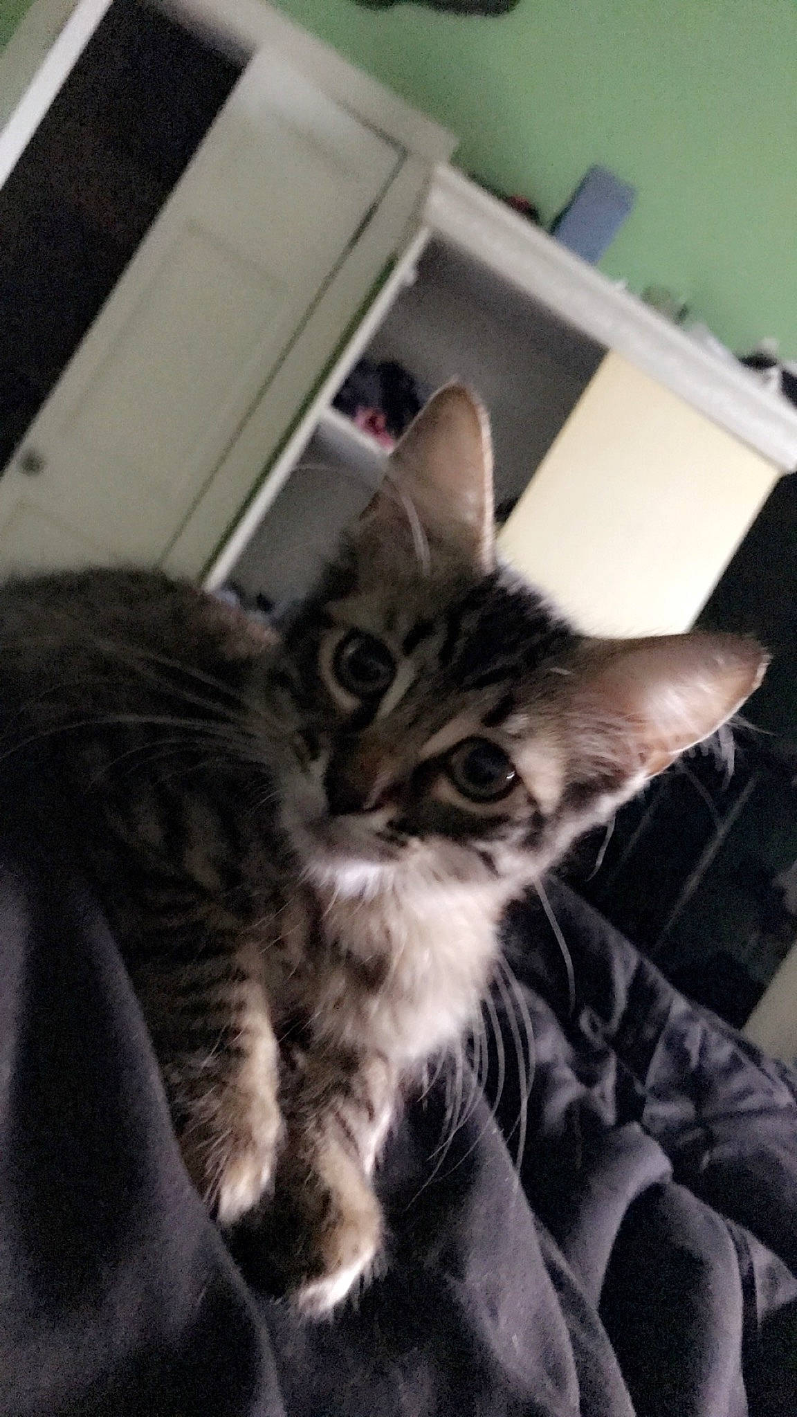 Dojah joined the competition — help win amazing prizes! american_shorthair, asian, carnivore, cat, domestic_short_haired_cat, dragon_li, european_shorthair, felidae, fur, kitten, maine_coon, mammal, norwegian_forest_cat, photography, small_to_medium_sized_cats, tabby_cat, whiskers