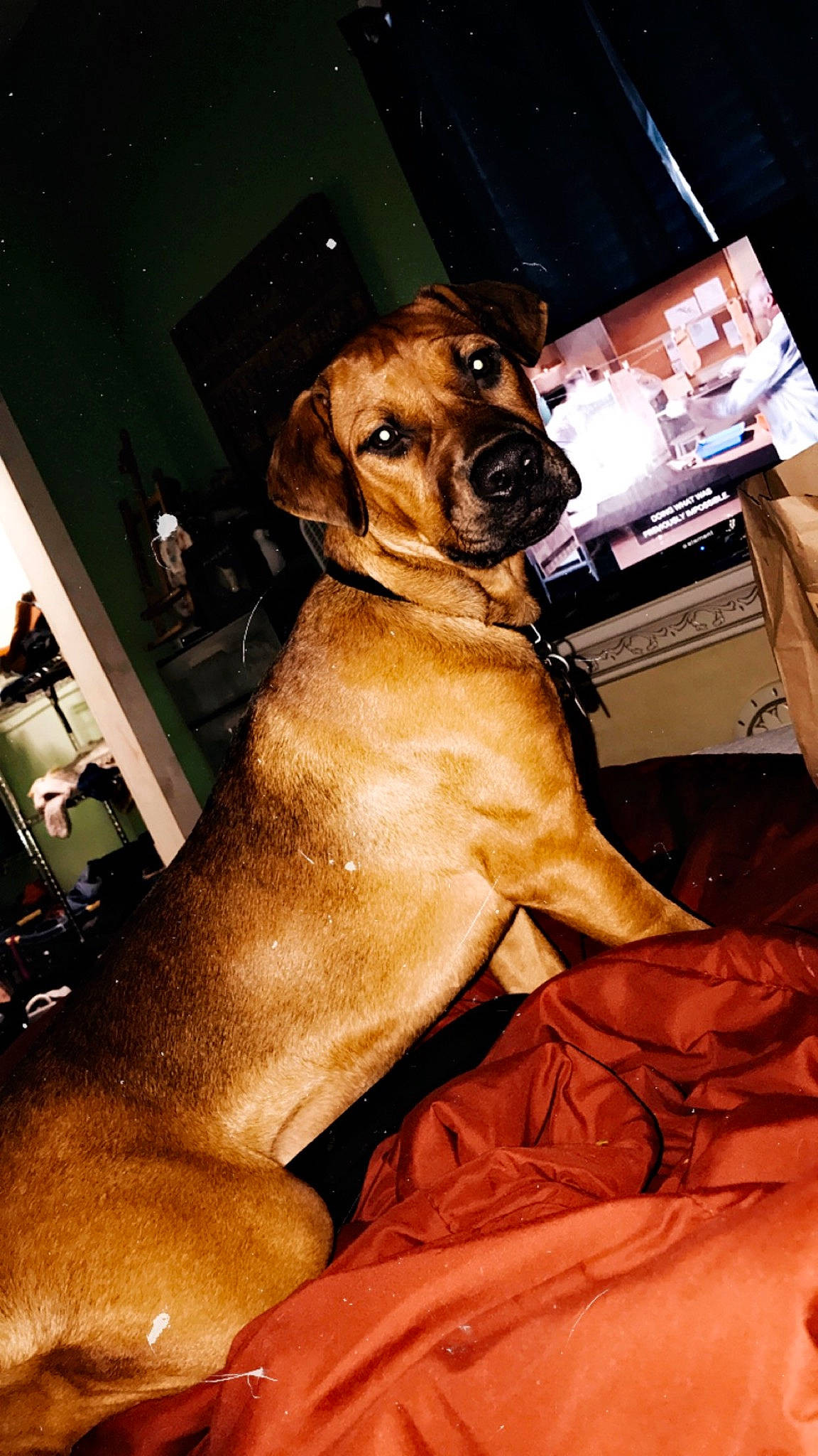 Bojack is registered to the contest to win money with this photo: black_mouth_cur, broholmer, canidae, carnivore, dog, dog_breed, fawn, hound, mammal, rare_breed_dog, redbone_coonhound, rhodesian_ridgeback, snout, tosa, vertebrate
