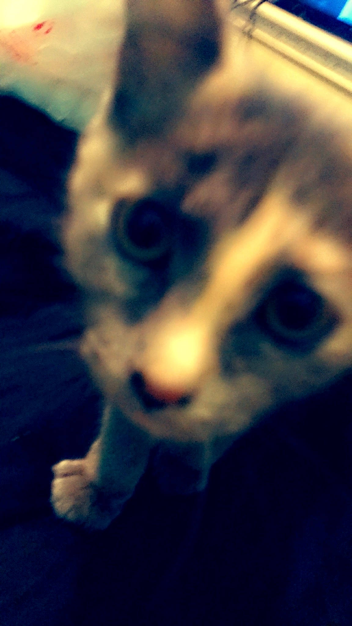 Smoke is registered to the contest to win money with this photo: blue, carnivore, cat, close_up, cloud, cornish_rex, devon_rex, eye, felidae, fur, head, iris, kitten, meteorological_phenomenon, nose, photography, sky, small_to_medium_sized_cats, snout, whiskers