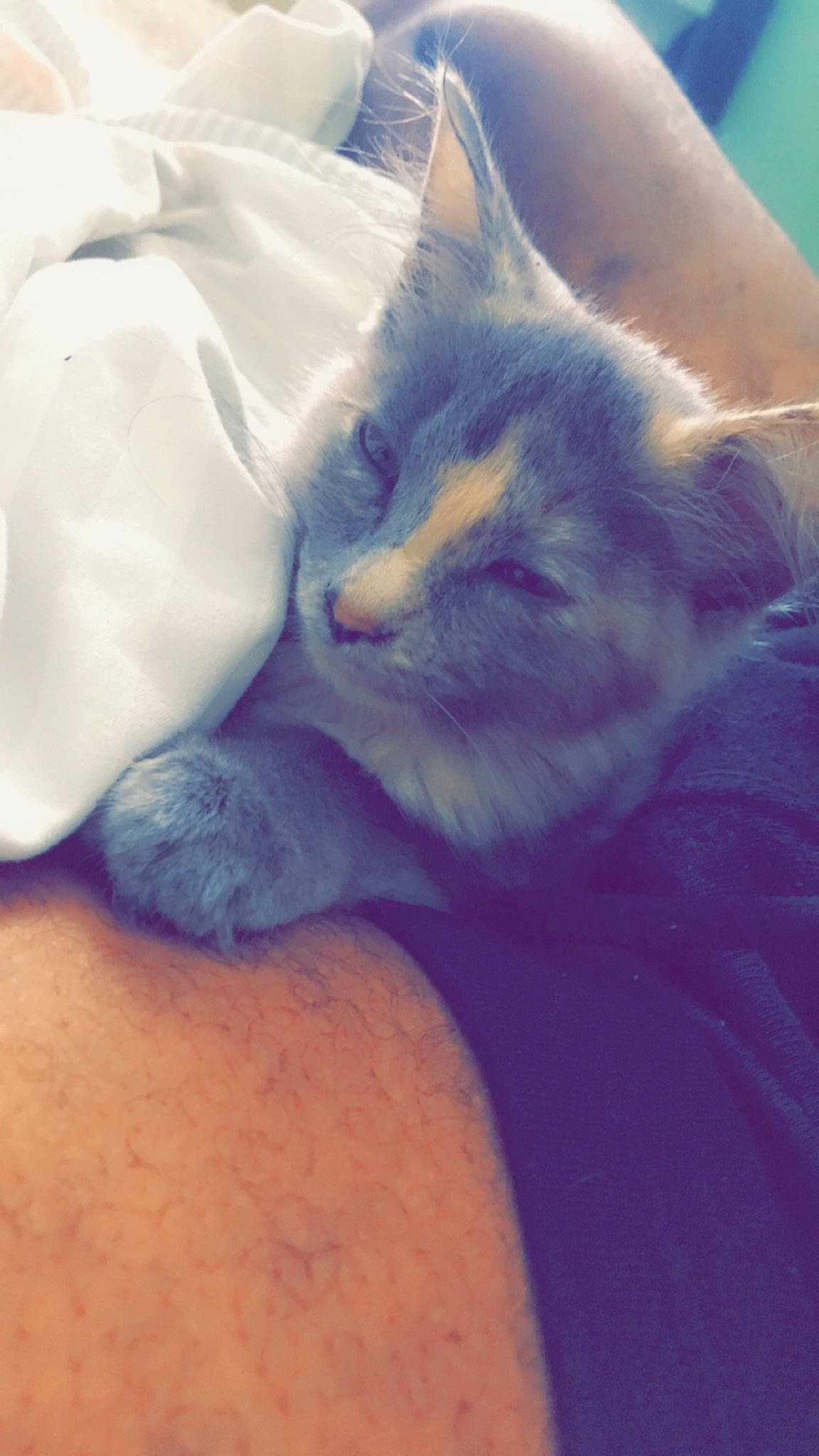 Smoke is registered to the contest to win money with this photo: carnivore, cat, felidae, fur, kitten, nap, nose, ojos_azules, skin, sleep, small_to_medium_sized_cats, snout, whiskers