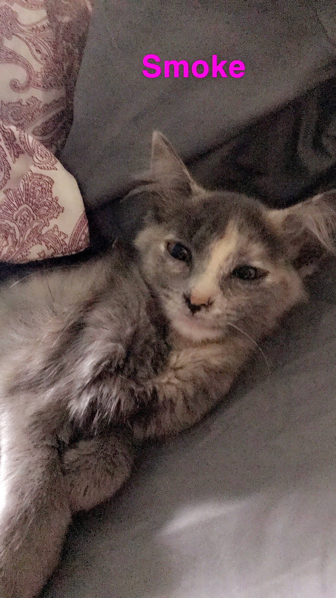 Smoke is registered to the contest to win money with this photo: asian, carnivore, cat, domestic_short_haired_cat, european_shorthair, felidae, kitten, mammal, photo_caption, photography, small_to_medium_sized_cats, tabby_cat, whiskers