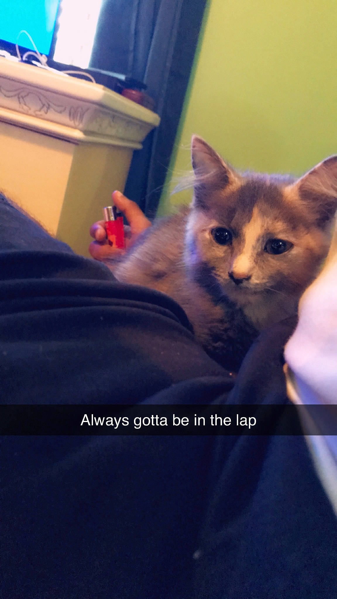 Smoke is registered to the contest to win money with this photo: aegean_cat, asian, carnivore, cat, domestic_short_haired_cat, fawn, felidae, german_rex, kitten, mammal, ojos_azules, photo_caption, small_to_medium_sized_cats, snout, whiskers