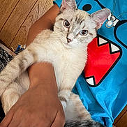 Boots joined the competition — help win amazing prizes! cat, kitten, cream_fur, blue_eyes, whiskers, ears, pet, animal, portrait, close_up, indoors, person, arms, blue_shirt, colorful_clothing, necklace, wood_paneling, cozy, sitting, relaxed