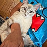 cat, kitten, cream_fur, blue_eyes, whiskers, ears, pet, animal, portrait, close_up, indoors, person, arms, blue_shirt, colorful_clothing, necklace, wood_paneling, cozy, sitting, relaxed