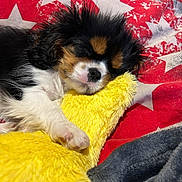 Vaia participe au concours pour gagner de l'argent avec cette photo : animal, black_fur, blanket, brown_fur, close_up, cozy, cute, dog, fur, indoors, paw, pet, plush_toy, puppy, red, resting, sleeping, soft, white, yellow