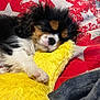 animal, black_fur, blanket, brown_fur, close_up, cozy, cute, dog, fur, indoors, paw, pet, plush_toy, puppy, red, resting, sleeping, soft, white, yellow