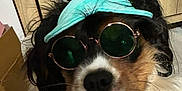 Vaia a rejoint le concours — aidez-le/la à gagner de superbes lots ! accessory, animal, black, brown, closeup, companion, cozy, cute, dog, domestic, face, fluffy, funny, indoor, pet, portrait, sunglasses, visor, white, wooden_furniture