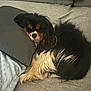 Vaia participe au concours pour gagner de l'argent avec cette photo : black, blanket, brown, canine, comfort, couch, cozy, dog, domestic_animal, fur, furniture, home, indoor, nap, pet, pillow, relaxed, resting, sleeping, white
