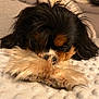 Vaia participe au concours pour gagner de l'argent avec cette photo : animal, black_fur, blanket, brown_fur, canine, close_up, couch, cozy, cute, dog, fluffy_paws, fur, indoor, pet, puppy, relaxing, resting, sleepy, soft_texture, white_fur