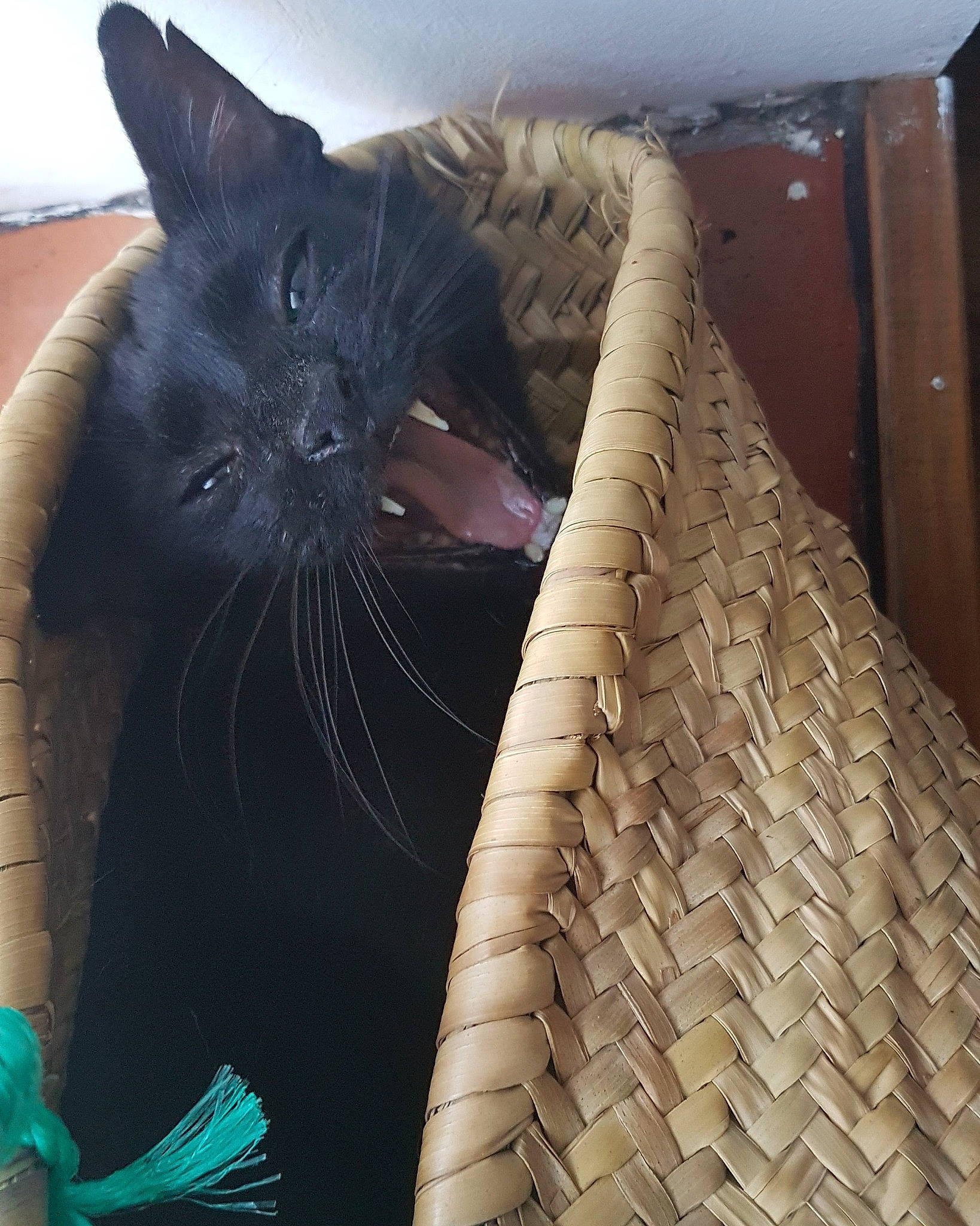 Aura a rejoint le concours — aidez-le/la à gagner de superbes lots ! black_cat, bombay, cardboard, carnivore, cat, claw, comfort, domestic_short_haired_cat, felidae, flooring, fur, pattern, paw, sitting, small_to_medium_sized_cats, snout, tail, whiskers, window, wood