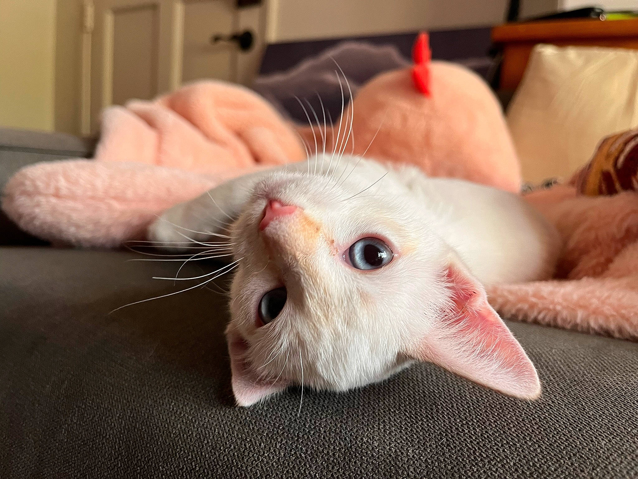 Appa joined the competition — help win amazing prizes! carnivore, cat, claw, comfort, domestic_short_haired_cat, ear, eyelash, fang, fawn, felidae, finger, fur, hand, nail, paw, small_to_medium_sized_cats, snout, terrestrial_animal, whiskers