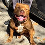 Kong joined the competition — help win amazing prizes! dog, brown_dog, pitbull, sitting, panting, sidewalk, sunlight, shadow, person, pants, shoes, car_tire, outdoor, happy, pet, animal, leash, street, daytime, closeup