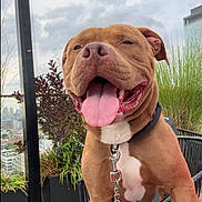 Kong joined the competition — help win amazing prizes! dog, brown_dog, happy, tongue_out, leash, collar, balcony, urban, plants, cityscape, outdoor, pet, canine, fence, metal_chain, fur, smiling, close_up, daylight, sky