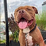 dog, brown_dog, happy, tongue_out, leash, collar, balcony, urban, plants, cityscape, outdoor, pet, canine, fence, metal_chain, fur, smiling, close_up, daylight, sky