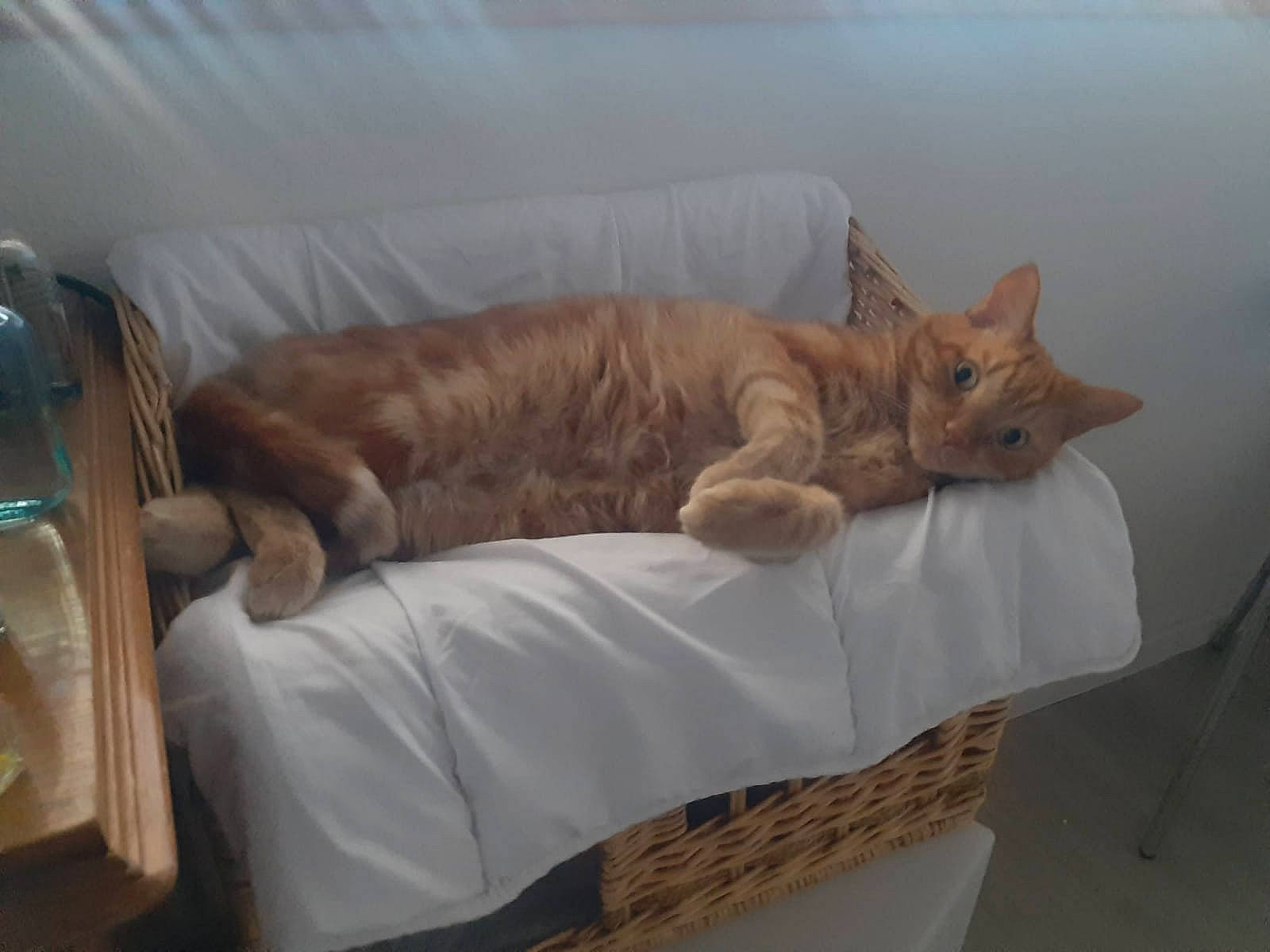 Caramel a rejoint le concours — aidez-le/la à gagner de superbes lots ! brown, carnivore, cat, claw, comfort, couch, fawn, felidae, fur, liver, nap, paw, sleep, small_to_medium_sized_cats, tail, vertebrate, whiskers