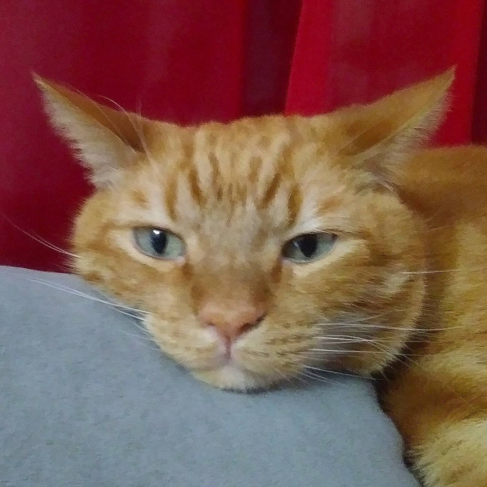 Caramel a rejoint le concours — aidez-le/la à gagner de superbes lots ! beige, carnivore, cat, domestic_short_haired_cat, fawn, felidae, fur, iris, kitten, pet_supply, skin, small_to_medium_sized_cats, snout, tabby_cat, terrestrial_animal, vertebrate, whiskers