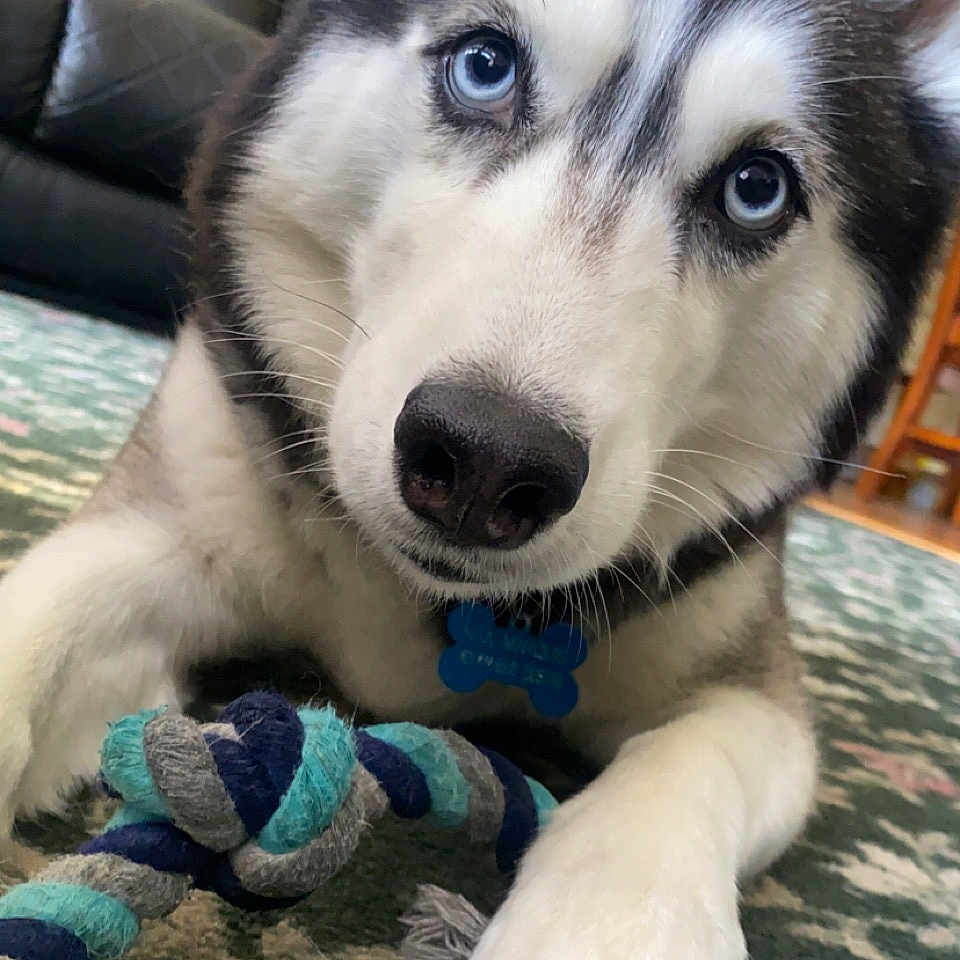 Kita is registered to the contest to win money with this photo: animal, architecture, ball, bodypart, building, canine, couch, dog, eskimodog, furniture, hound, husky, indoors, livingroom, mouth, person, pet, puppy, room, whitedog