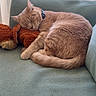 cat, sleeping, ginger_cat, stuffed_toy, couch, teal_couch, indoor, window, sunlight, relaxing, pet, feline, cozy, domestic_animal, fur, collar, resting, home, quiet, nap