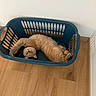 Patapouf a rejoint le concours — aidez-le/la à gagner de superbes lots ! cat, ginger_cat, laundry_basket, blue_basket, wooden_floor, relaxed, stretching, indoor, pet, animal, feline, cute, sleepy, home, funny_pose, curled_paws, floor, empty_basket, playful, resting