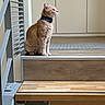 Patapouf participe au concours pour gagner de l'argent avec cette photo : cat, orange_cat, tabby, pet, indoor, stairs, wood_floor, railing, collar, animal, feline, side_view, sitting, quiet, calm, contemplative, house, domestic, furniture, floor