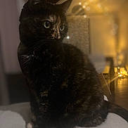 Barça a rejoint le concours — aidez-le/la à gagner de superbes lots ! cat, black_cat, pet, animal, feline, sitting, portrait, green_eyes, indoors, cozy, warm_lighting, golden_lights, bokeh, home, furniture, cushion, dark_fur, whiskers, pointed_ears, nighttime