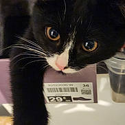 Pikachu participe au concours pour gagner de l'argent avec cette photo : cat, black_and_white, paw, shoebox, curious, indoor, pet, animal, whiskers, pink_nose, closeup, feline, cute, stretching, eyes, fur, domestic, box, explorer, soft