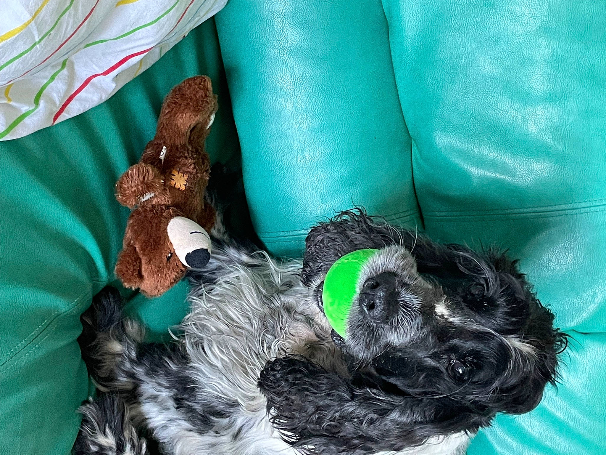 Indigo a rejoint le concours — aidez-le/la à gagner de superbes lots ! canidae, carnivore, comfort, companion_dog, dog, dog_breed, dog_supply, fur, green, liver, mammal, pattern, pet_supply, sporting_group, tail, terrier, toy_dog, water_dog, working_animal, wrist