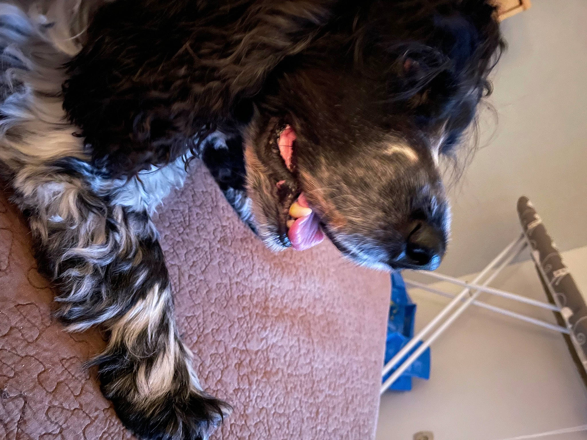 Indigo participe au concours pour gagner de l'argent avec cette photo : canidae, carnivore, collar, companion_dog, dog, dog_breed, dog_collar, dog_supply, ear, fur, gesture, leash, liver, pet_supply, snout, sporting_group, terrier, water_dog, whiskers, working_animal