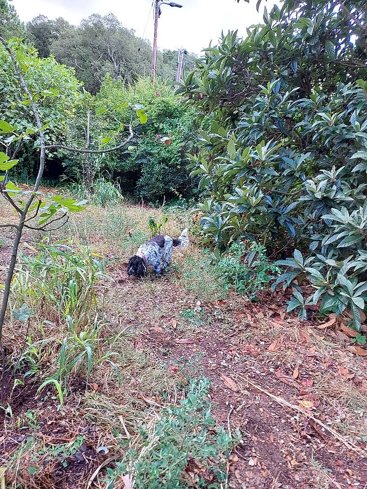 Indigo a rejoint le concours — aidez-le/la à gagner de superbes lots ! biome, botany, carnivore, dog, forest, grass, grass_family, groundcover, landscape, natural_landscape, plant, plant_community, shrub, sky, soil, subshrub, terrestrial_plant, tree, vegetation, wilderness