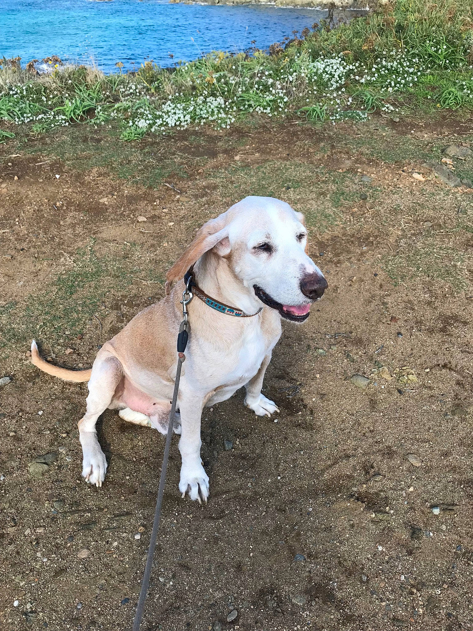 Hector participe au concours pour gagner de l'argent avec cette photo : adventure, canidae, carnivore, companion_dog, dog, dog_breed, fawn, hunting_dog, labrador_retriever, leash, mammal, retriever, snout, sporting_group, tail, vertebrate, working_dog