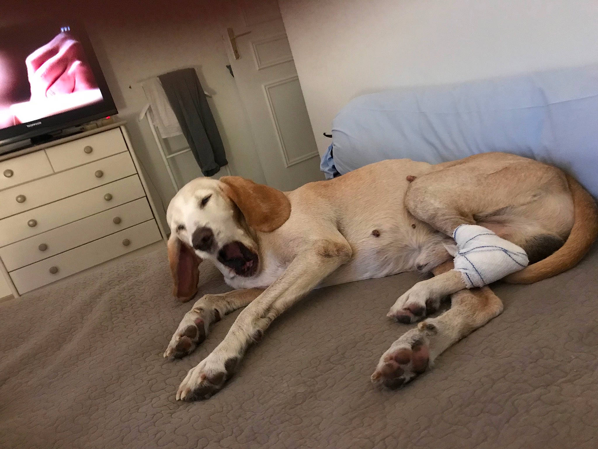 Hector a rejoint le concours — aidez-le/la à gagner de superbes lots ! cabinetry, carnivore, chest_of_drawers, comfort, companion_dog, dog, dog_breed, door, drawer, dresser, fawn, floor, flooring, hardwood, home_appliance, picture_frame, snout, television, wood, working_animal