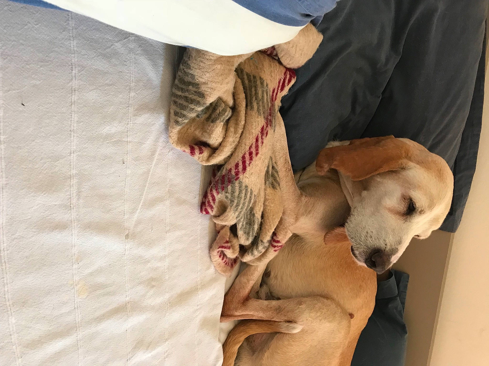 Hector a rejoint le concours — aidez-le/la à gagner de superbes lots ! canidae, cap, carnivore, comfort, companion_dog, dog, dog_breed, eyewear, fawn, fur, guard_dog, linens, paw, retriever, snout, sporting_group, street_dog, weimaraner, whiskers, working_animal