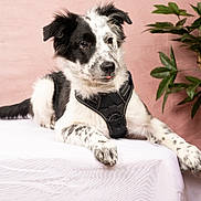 Akiko participe au concours pour gagner de l'argent avec cette photo : dog, black_and_white, puppy, lying_down, pet, animal, indoor, plant, leafy_plant, pink_background, white_cloth, fur, cute, playful, portrait, young_dog, domestic_animal, canine, resting, adorable