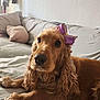 dog, cocker_spaniel, bow, pet, indoor, couch, furniture, curly_fur, brown_dog, relaxed, laying_down, cozy, home, portrait, cute, animal, companion, domestic, friendly, soft_lighting
