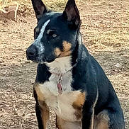 Lilly joined the competition — help win amazing prizes! dog, animal, pet, outdoor, brown, black, white, tri_color, sitting, ears_up, collar, fur, canine, alert, nature, ground, brick_wall, daytime, portrait, mammal