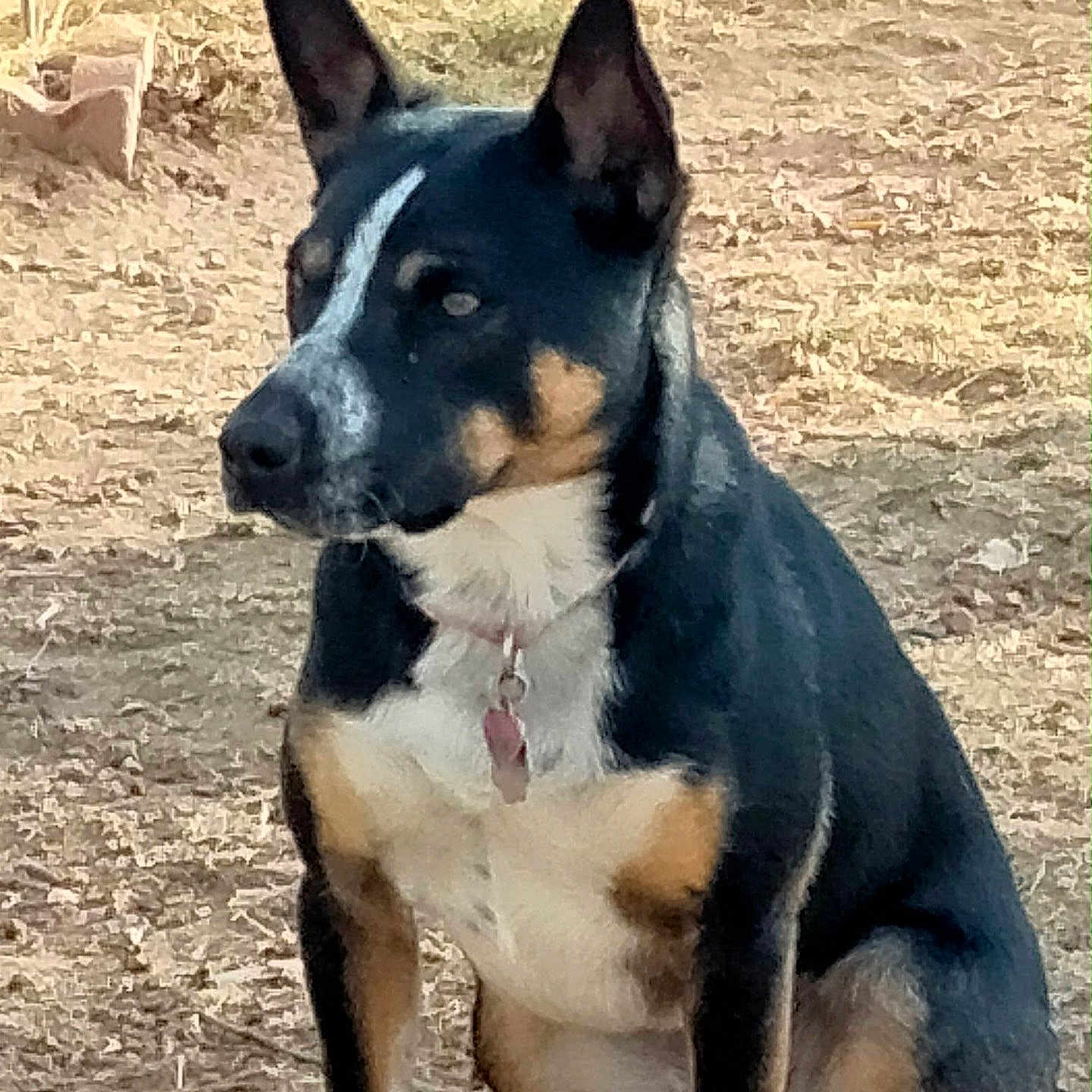 Lilly joined the competition — help win amazing prizes! alert, animal, black, brick_wall, brown, canine, collar, daytime, dog, ears_up, fur, ground, mammal, nature, outdoor, pet, portrait, sitting, tri_color, white