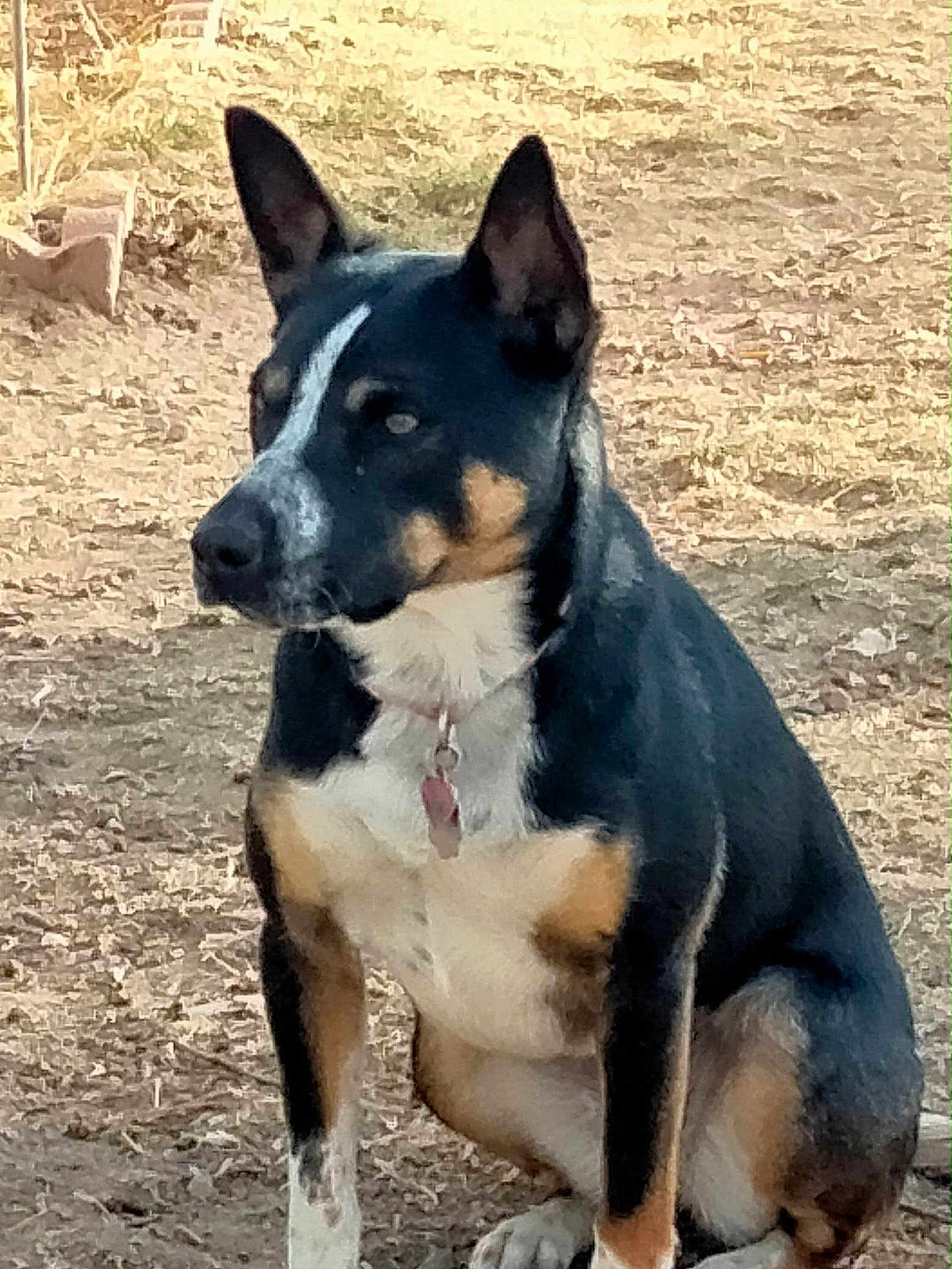 Lilly joined the competition — help win amazing prizes! dog, animal, pet, outdoor, brown, black, white, tri_color, sitting, ears_up, collar, fur, canine, alert, nature, ground, brick_wall, daytime, portrait, mammal