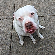 Syrus is registered to the contest to win money with this photo: animal, canine, close_up, companion, concrete, cute, dog, expression, friendly, looking_up, mammal, outdoor, paw, pet, pitbull, playful, portrait, sitting, tongue_out, white_dog